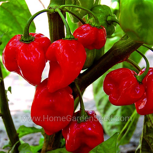 Benih Cabai Habanero Caribbean Red - Hot Pepper - Home Garden Seed