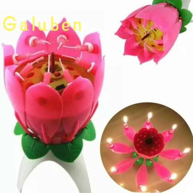 LILIN LOTUS ATAU LILIN TERATAI - ULANG TAHUN