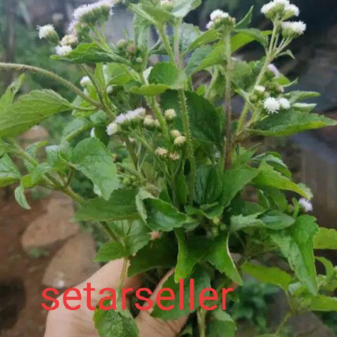 

daun babadotan segar 500 gram