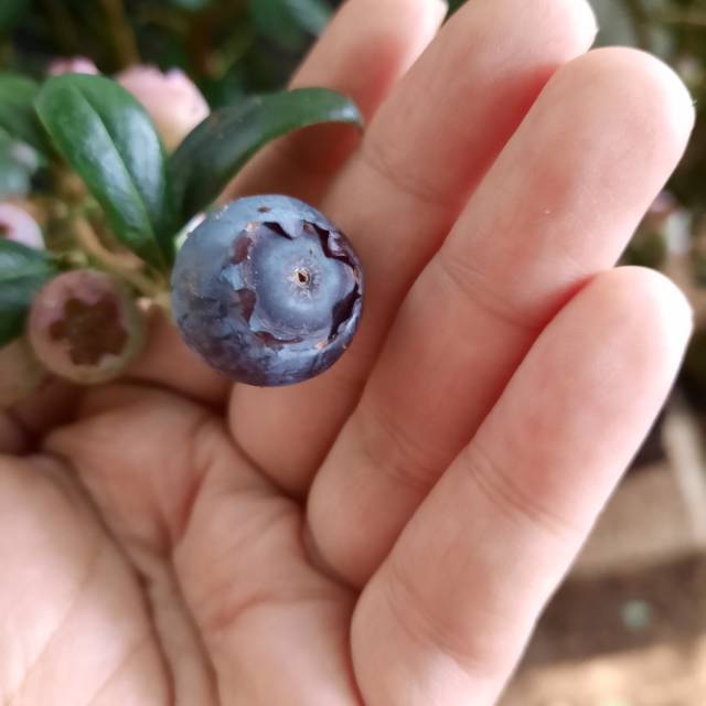 Bibit tanaman buah blueberry