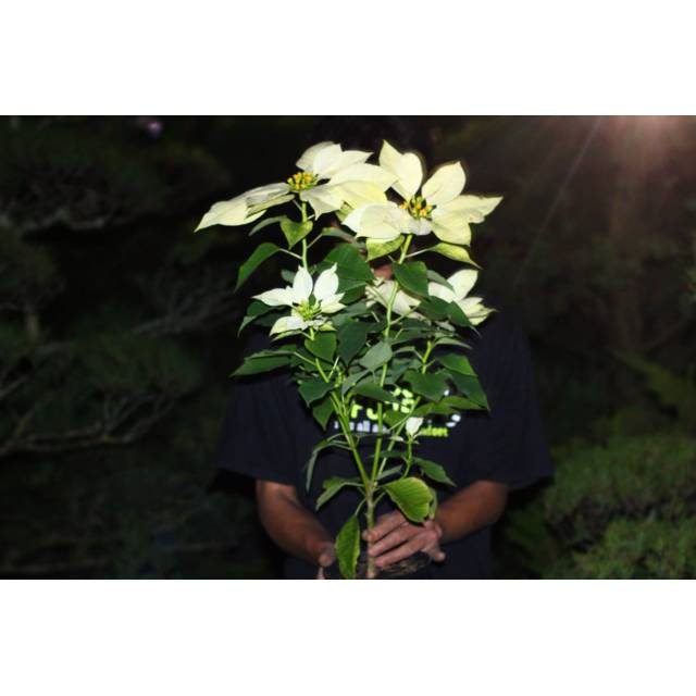 Kastuba putih bunga kastuba tanaman kastuba tanaman hias bunga hias