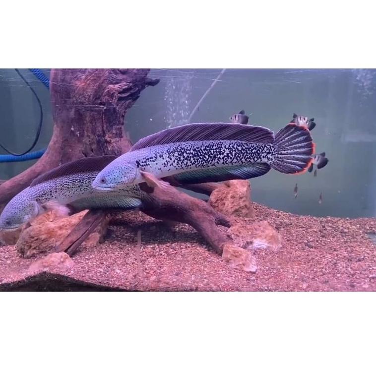 

Terupdate Hari Ini )>channa barca beby 2-7cmcm asli