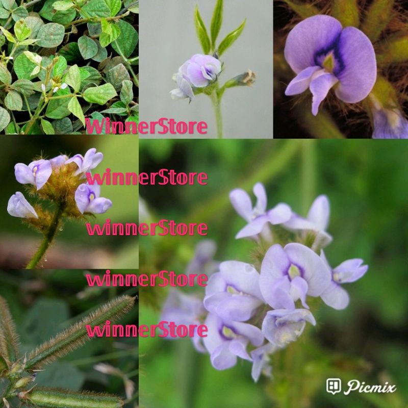 Bibit Benih Calopogonium Mucunoides 100 Butir)