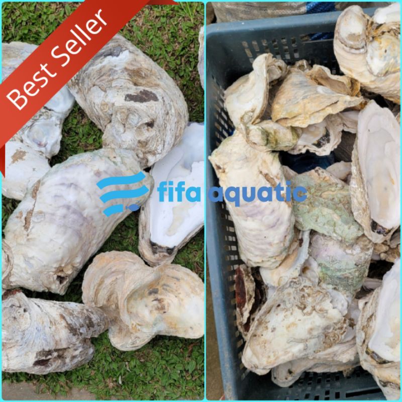 Oyster Besar / Cangkang kerang filter Koi