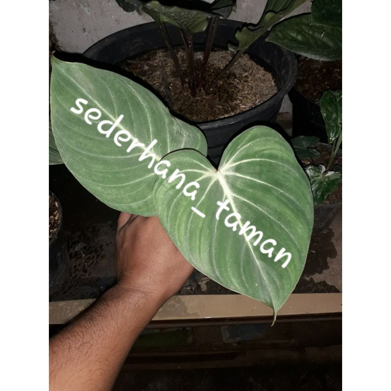 Tanaman hias philo glowrysium / pohon hias philo glorisium (size remaja)