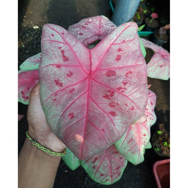 Tanaman Hias Caladium Keladi Hias Bibit Seksy Pink Caladium Srirejeki Shopee Indonesia