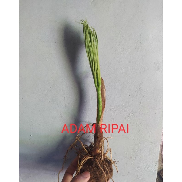 PORANG BIBIT DARI UMBI 1 KG