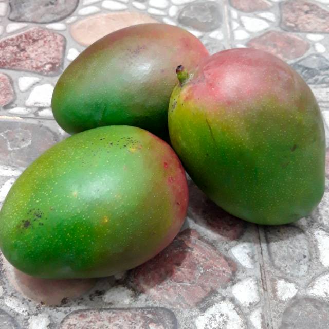 

Paket 1 Kg MANGGA BRAZIL / MANGGA IRWINS Manis Legit Tidak Berserat Unggulan