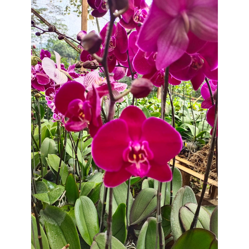 Angbul Paska / Dewasa