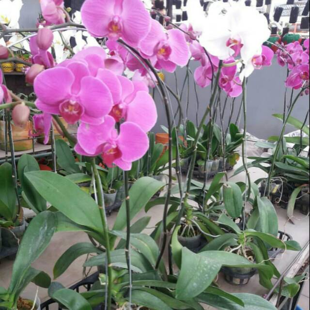 anggrek bulan Taiwan