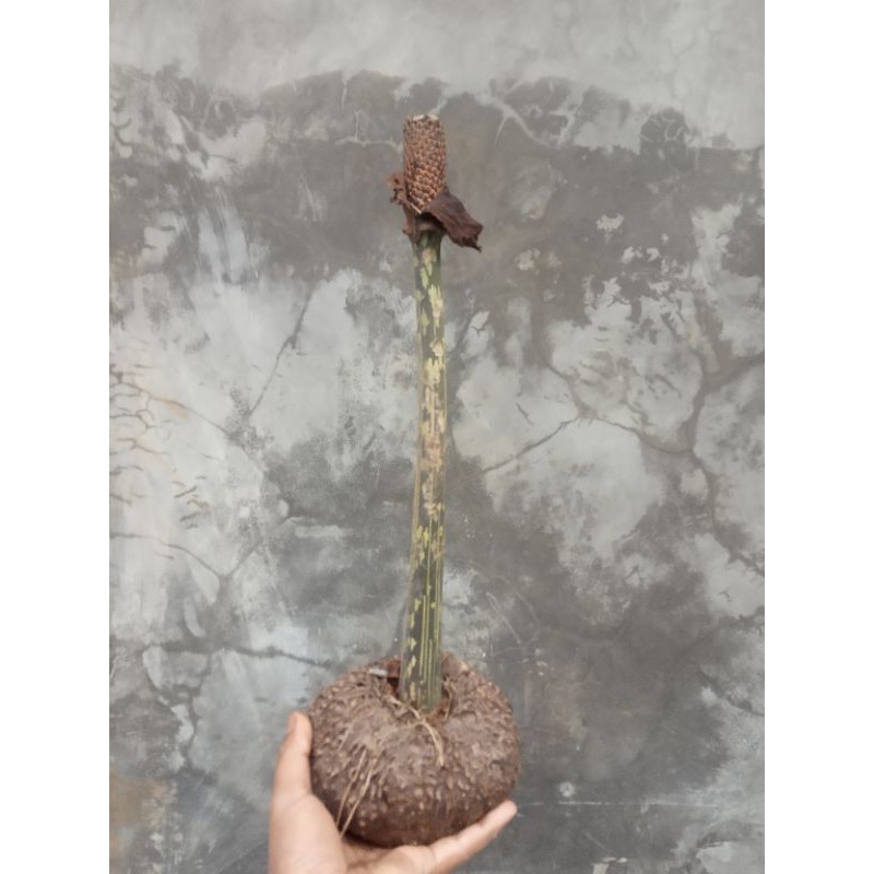 Harga Porang Spora Dan Promo Terbaru Februari 2021 Biggo Situs Perbandingan Harga