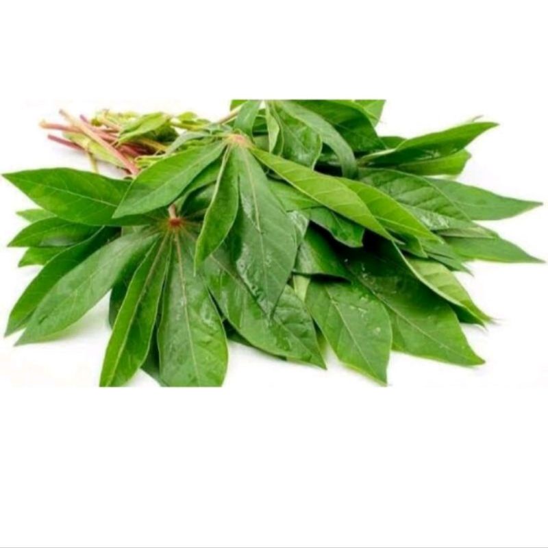 

Daun Singkong Per Ikat