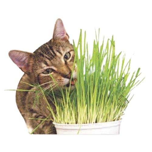 Paket Menanam Lengkap Rumput gandum Catgrass Rumput Kucing FEZONE