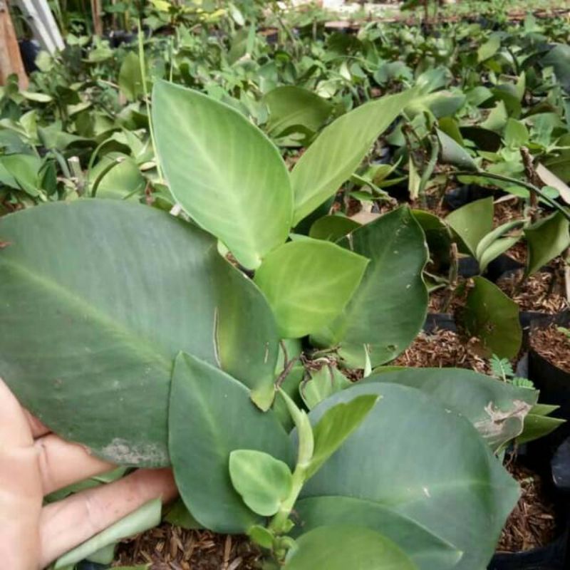 Dolar besar dolar rambat tanaman dolar rambat