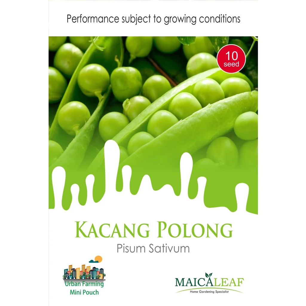 Benih Kacang Kapri (Kacang Polong)/Bibit Kacang Polong isi 10 Benih