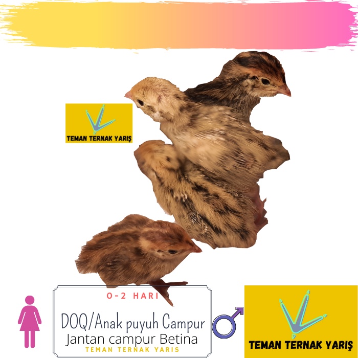 DOQ / Anak Puyuh Campur (jantan-betina)