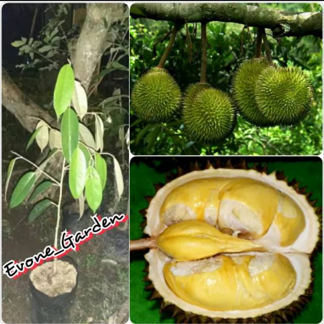 Bibit buah durian matahari unggul