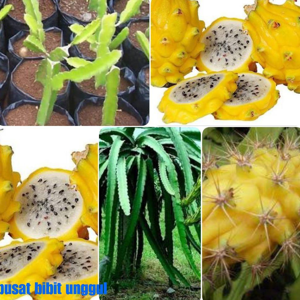 Terbaik Bibit Buah Naga Kuning Impor Kw Import