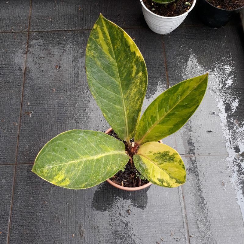 Jemani Mangkok Tornado Varigata