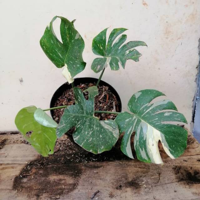 New Produck Tanaman Hias Monstera Variegata Monstera Deliciosa Variegata Shopee Indonesia