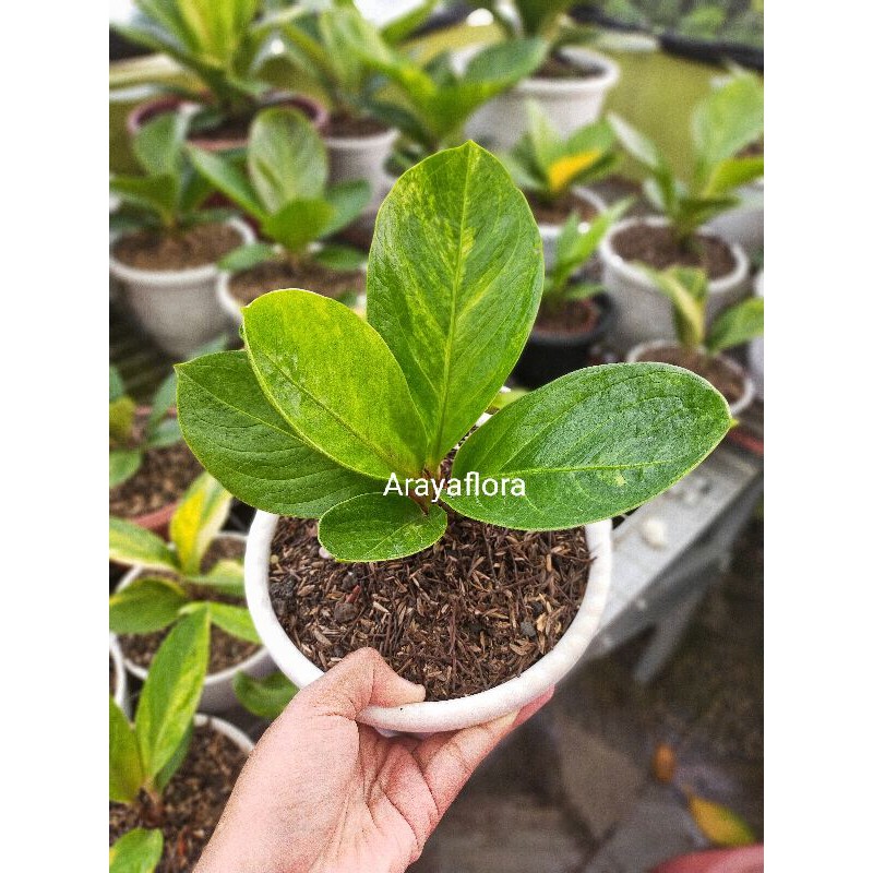 anthurium jemani mangkok varigata