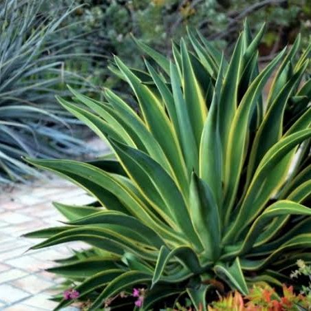 Tanaman Agave, Tanaman Siklok, Tanaman Hias Agave Siklok