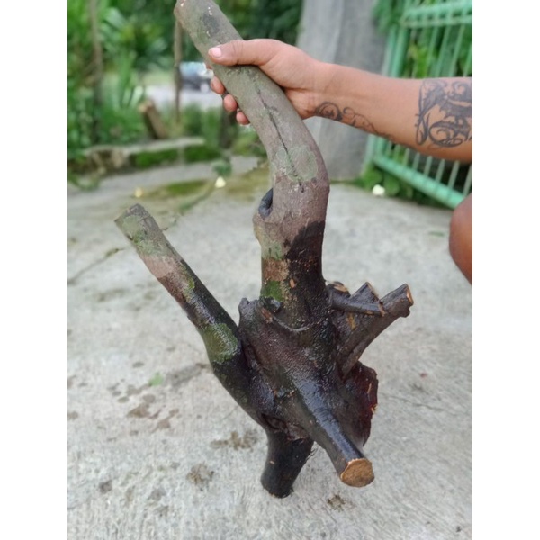 Bahan Bonsai Amplas Hitam/Ficus Amplas Xtra Large