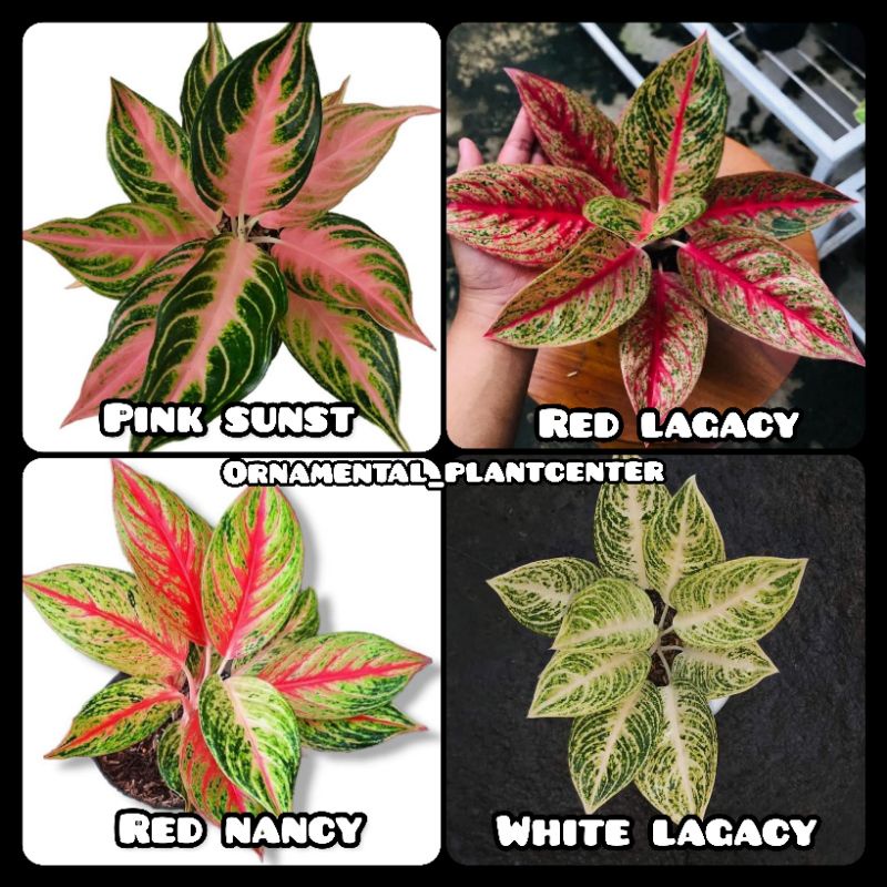 NEW PROMO PAKET 4 ANAKAN AGLONEMA/ PINK SUNSET, RED LEGACY, RED NANCY, WHITE LAGACY
