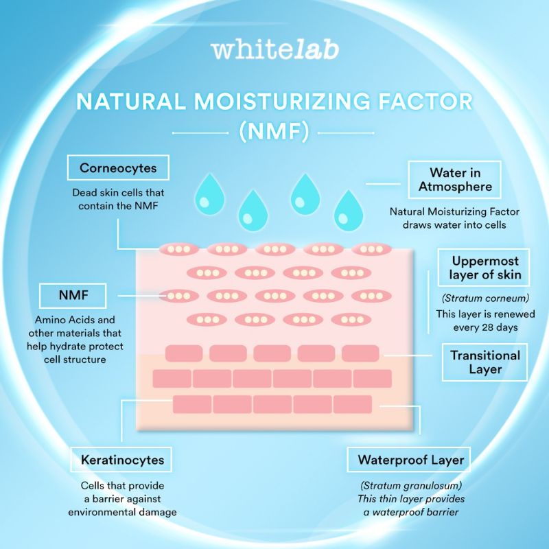 Whitelab Natural Moisturizing Factor (NMF) Serum