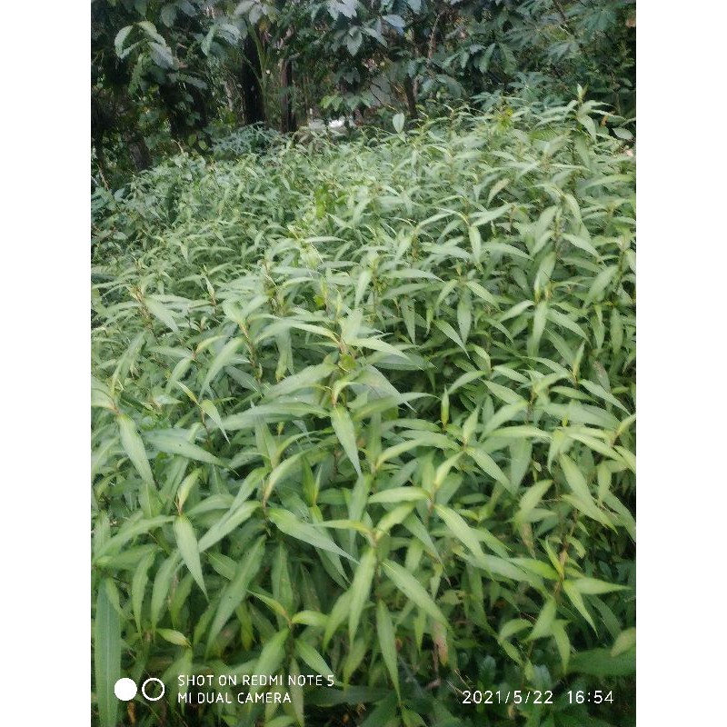 

daun laksa segar daun kesum segar