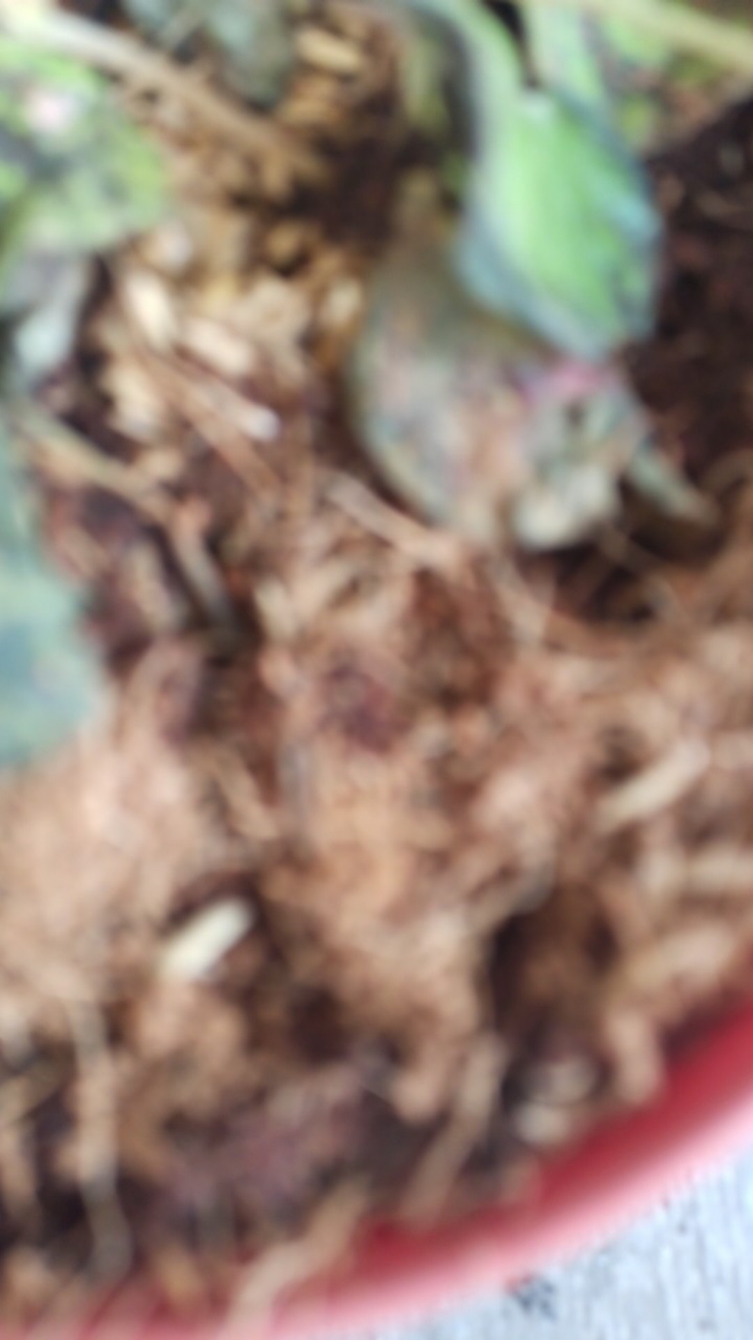 Scindapsus Exotica/sirih Silver