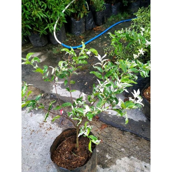 bonsai anting putri salju ORI