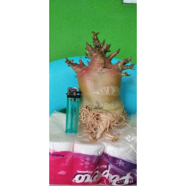 Adenium Arabicum Hibrid godji