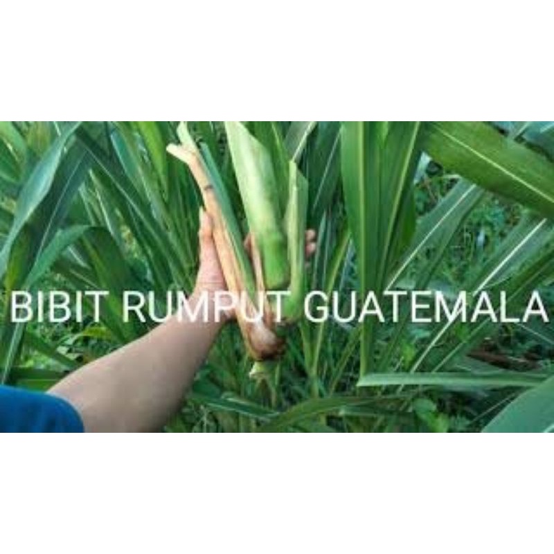 bibit rumput guatemala