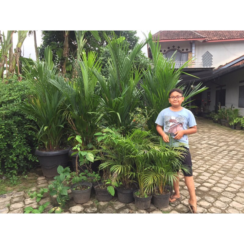 pohon palem merah berukuran besar