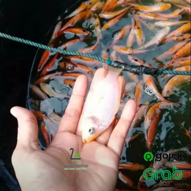 

Bibit ikan nila merah lokal