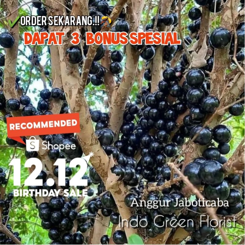 Bibit Anggur Brazil Jaboticaba Cepat Berbuah