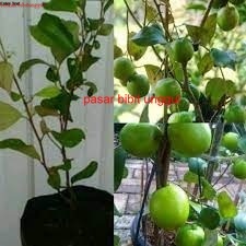 Bibit Buah Apel Futsa India/Bibit Apel Putsa Siap Berbuah