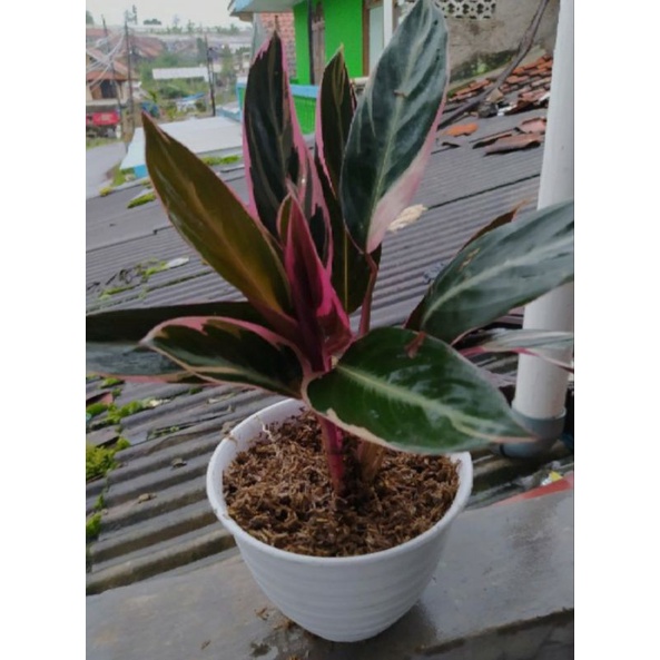 TANAMAN MARANTA BALI 3 COLOUR | CALATEA MARANTA BALI | COD | TANAMAN MURAH BAGUS