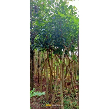 pohon peneduh Dadap bunga merah