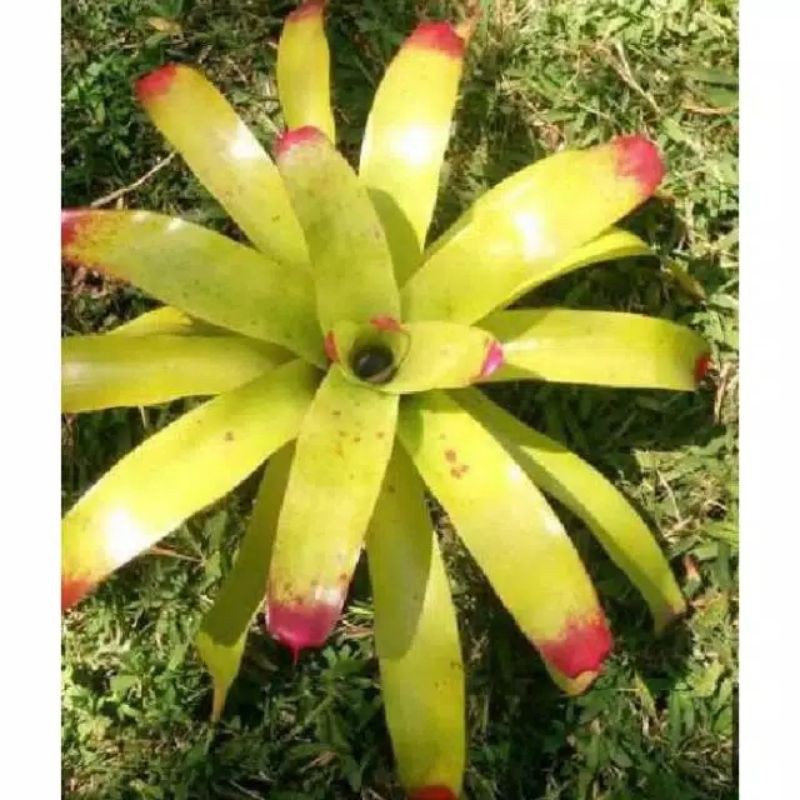 tanaman hias bromelia kitek