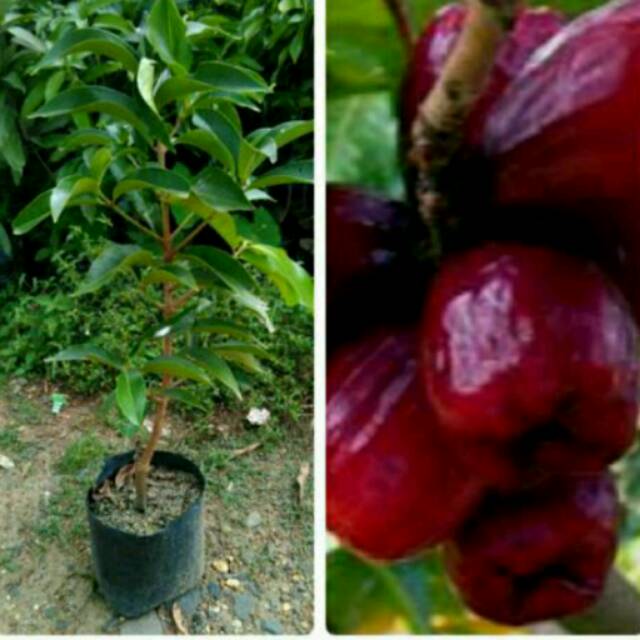 BIBIT BUAH JAMBU JAMAIKA JUMBO ASLI