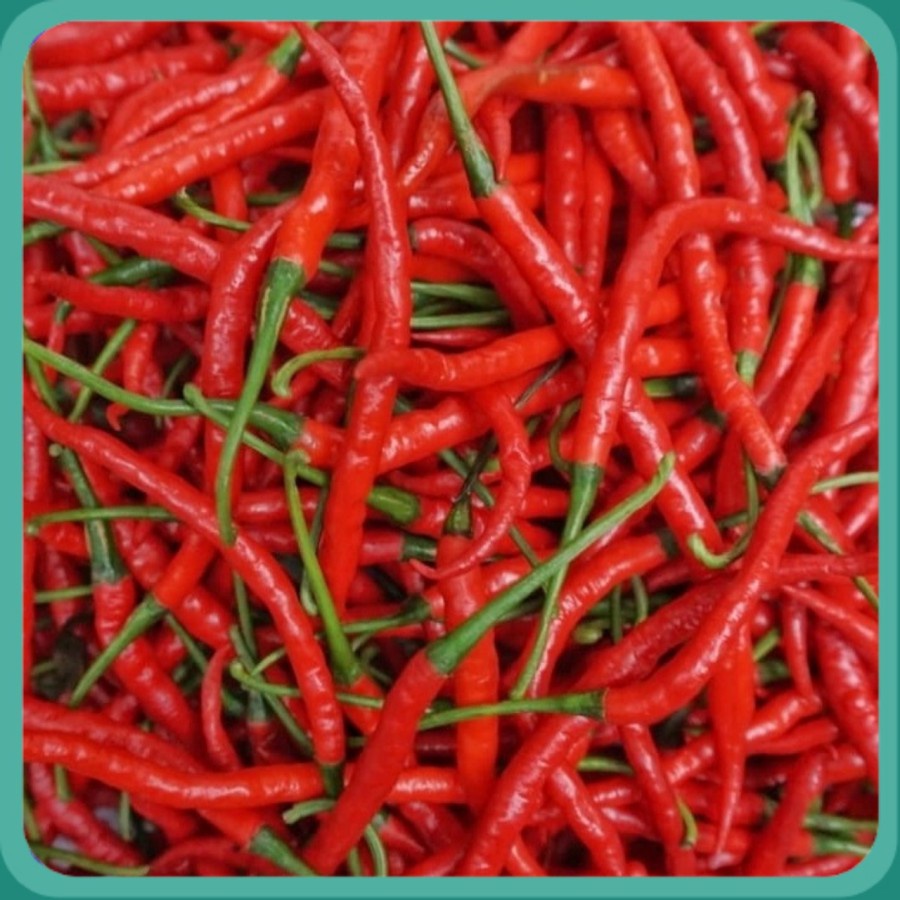 

Promo Cabe Keriting Fresh 1/2 kg Dari Tani Update Harga Terus