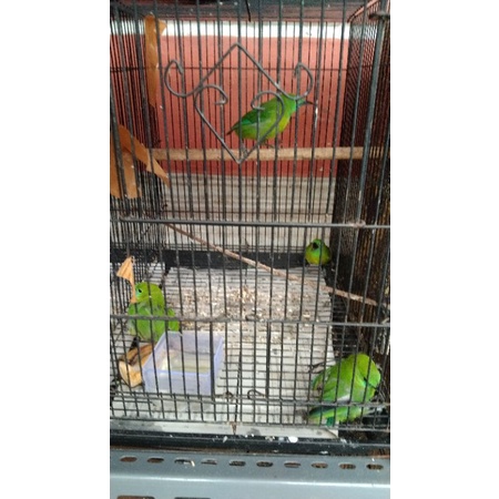 CUCAK_RANTING_ANAK_JABAR