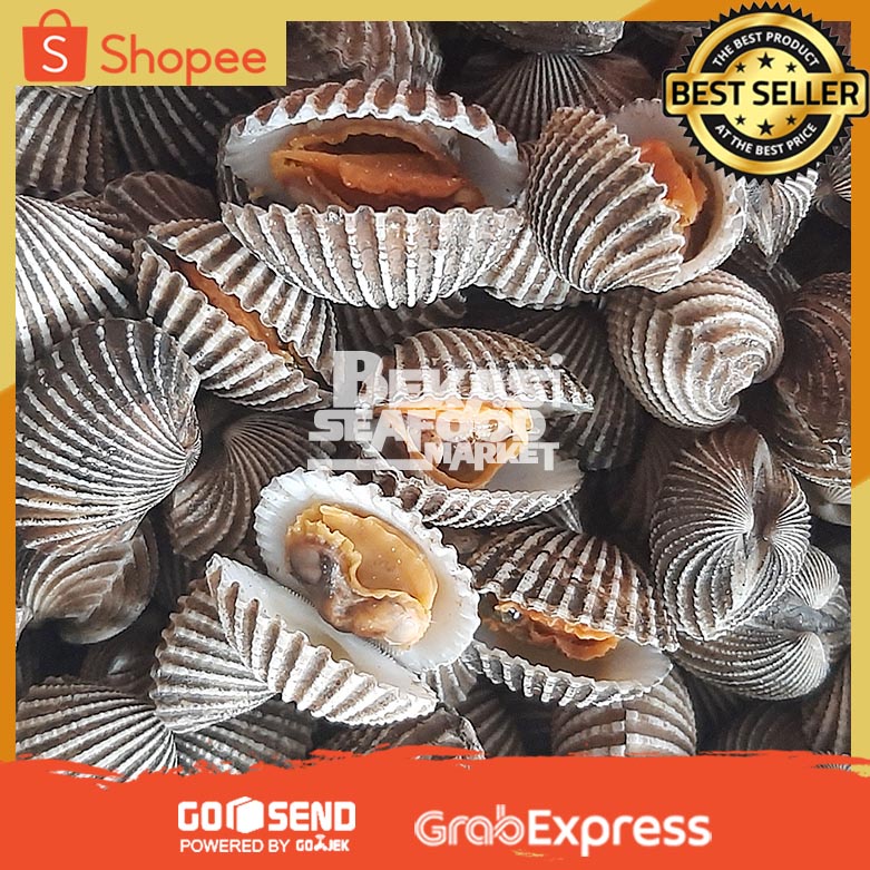 

Kerang Dara Masak | Kerang Dara Rebus | Kerang Matang 500gram