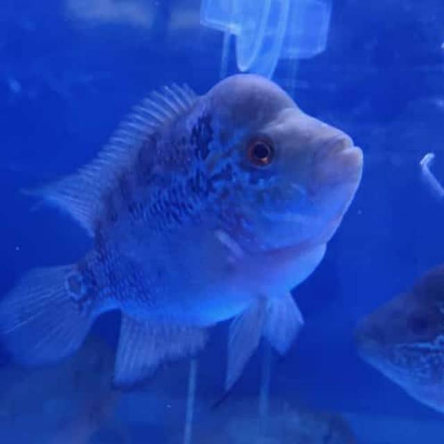 

Ikan louhan