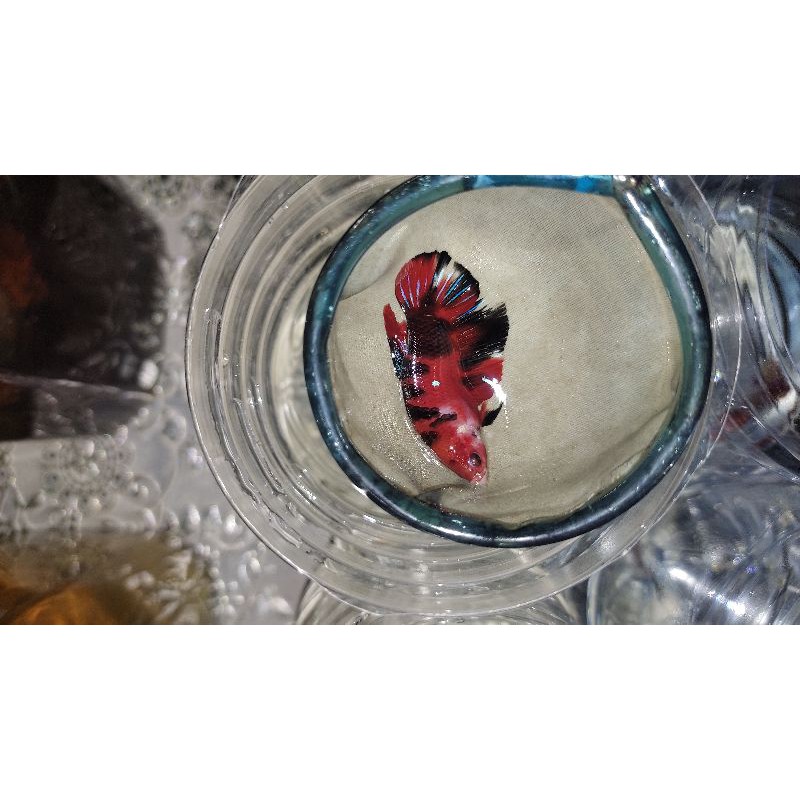 ikan cupang Red Koi