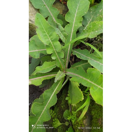 

daun tempurung segar herbal