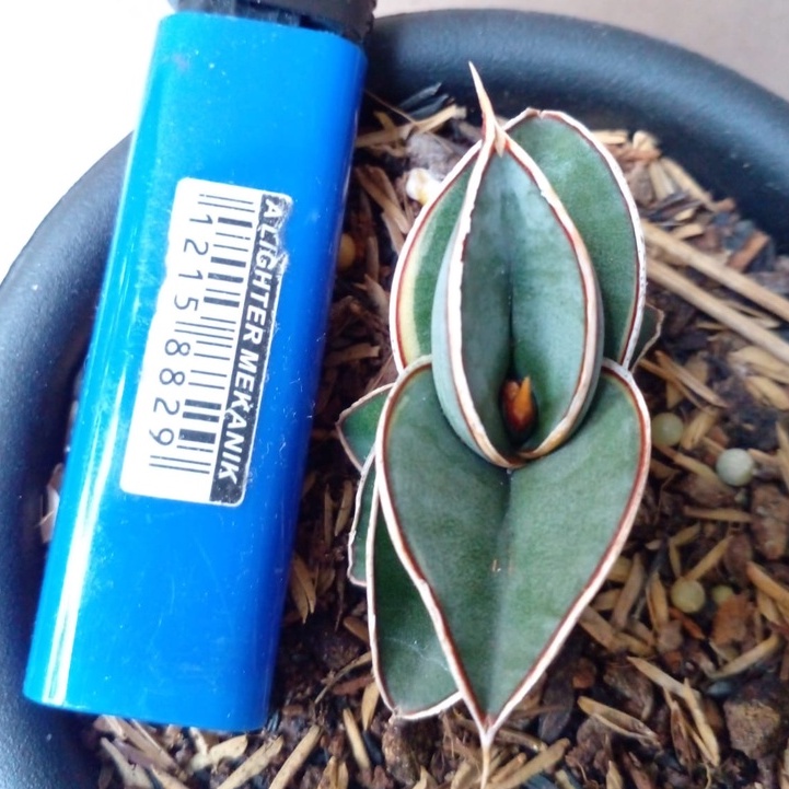 Sanseviera Rorida Varigata Perform Ciamik / Sansivera Rorida Varigata Cakep