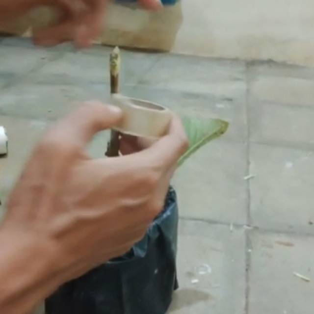 Plastik Grafting Tape plastik okulasi Untuk Stek Tanaman Cangkok Sambung Pucuk Tempel Tunas (SPB)